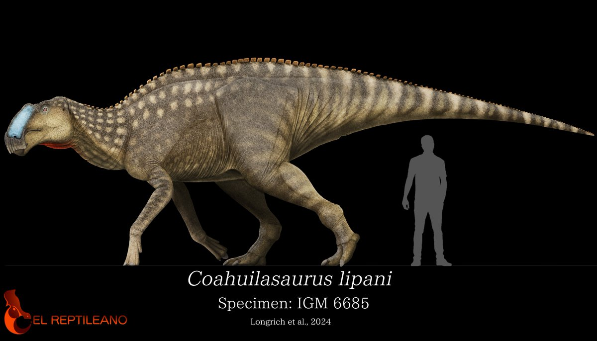 Loài này có kích thước khổng lồ, với chiều dài cơ thể ước tính lên đến 8 mét. (Ảnh: X.com)