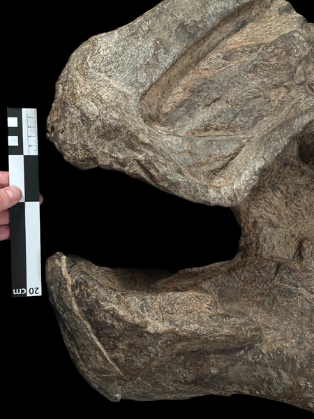 Hóa thạch của Coahuilasaurus lipani được phát hiện bởi một nhóm nghiên cứu quốc tế dẫn đầu bởi Đại học Bath, Anh. Phần hộp sọ hóa thạch đã giúp các nhà khoa học xác định đây là một loài khủng long chưa từng được biết đến trước đây. (Ảnh: Everything Dinosaur Blog)