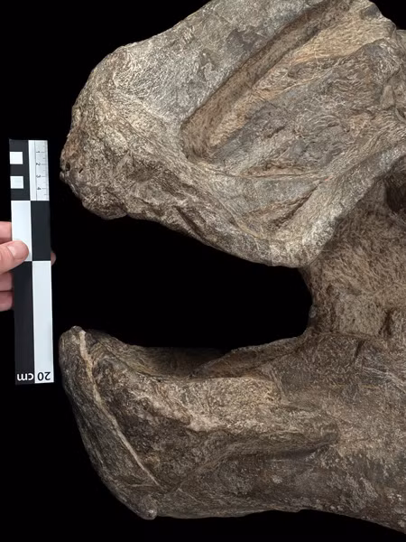 Hóa thạch của Coahuilasaurus lipani được phát hiện bởi một nhóm nghiên cứu quốc tế dẫn đầu bởi Đại học Bath, Anh. Phần hộp sọ hóa thạch đã giúp các nhà khoa học xác định đây là một loài khủng long chưa từng được biết đến trước đây. (Ảnh: Everything Dinosaur Blog)