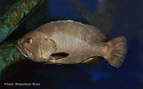 Hiện nay, cá mú Warsaw đang đối mặt với nguy cơ tuyệt chủng do bị đánh bắt quá mức và mất môi trường sống. Hiệp hội nghề cá Mỹ đã xếp chúng vào nhóm “Nguy cơ tuyệt chủng” và khuyến cáo không nên đánh bắt loài cá này. (Ảnh:Tag my Fish)