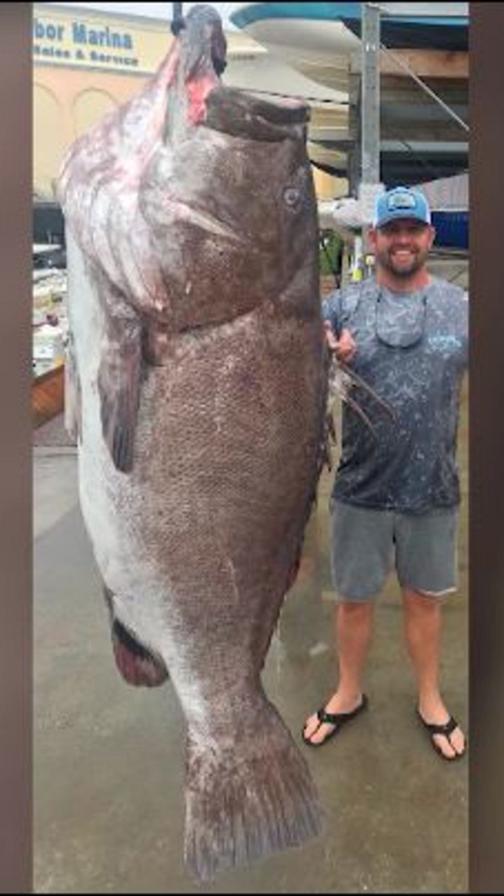 Cá mú Warsaw có thể đạt chiều dài lên tới 2,3 mét và nặng tới 260 kg. Chúng có màu nâu đỏ hoặc nâu xám, gần như đen dọc theo vùng lưng, với một số đốm trắng rải rác khắp cơ thể. (Ảnh:CBS Austin)