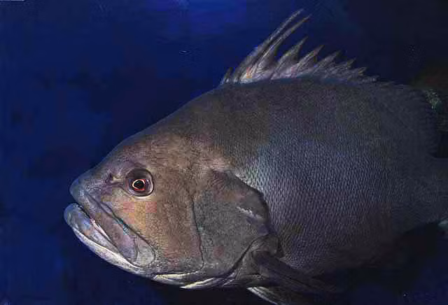 Loài cá này được tìm thấy chủ yếu ở vùng biển Tây Đại Tây Dương, từ Bermuda đến bang Texas của Hoa Kỳ, và cả trong vịnh Mexico, biển Caribe, và dọc theo bờ biển Brazil.(Ảnh:iNaturalist)