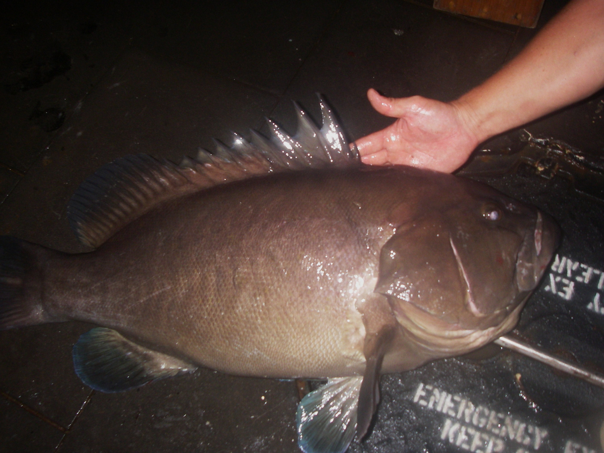 Đặc điểm nổi bật của loài này là chúng có 10 gai vây lưng thay vì 11 gai như các loài cá mú khác.(Ảnh:Wikipedia)