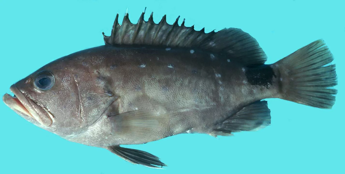 Cá mú Warsaw có tuổi thọ cao, có thể sống tới 50 năm, và tốc độ tăng trưởng chậm.(Ảnh:NCFishes)