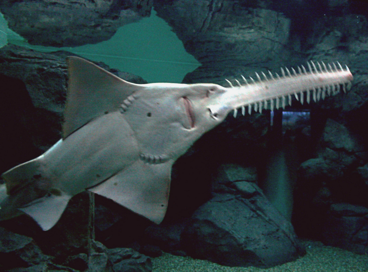 Cá đao thuộc họ Pristidae, có họ hàng gần với cá mập và cá đuối. Chúng sống sót từ kỷ Phấn trắng, khoảng 100 triệu năm trước.(Ảnh:Wikipedia)
