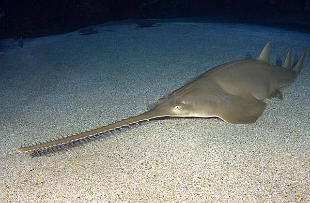 Cá đao không chỉ là một loài cá độc đáo với hình dáng và tập tính đặc biệt, mà còn là một phần quan trọng của hệ sinh thái biển. Việc bảo vệ và duy trì sự tồn tại của cá đao là nhiệm vụ cấp bách để đảm bảo sự đa dạng sinh học và cân bằng sinh thái dưới đại dương. (Ảnh:Marine Themes)