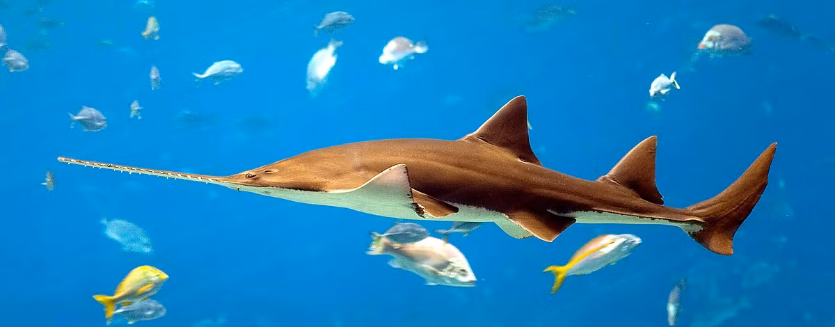 Cá đao, hay còn gọi là Pristiformes, là một trong những loài cá độc đáo và hiếm gặp nhất trên thế giới. Với hình dáng đặc trưng và khả năng sinh tồn mạnh mẽ, cá đao đã trở thành một biểu tượng của sự đa dạng sinh học dưới đại dương.(Ảnh:Wiktionary)