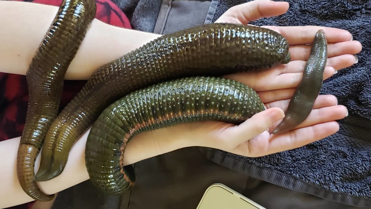 Đỉa khổng lồ Amazon từng bị tuyên bố tuyệt chủng vào năm 1893, nhưng vào những năm 1970, Tiến sĩ Roy Sawyer đã phát hiện ra hai mẫu đỉa trưởng thành trong một ao ở Shekiana, Pháp. Một trong số đó được đặt tên là Moses, sau đó đã nhân giống và thành lập thành công một quần thể đỉa mới tại Đại học California, sinh ra 750 con. (Ảnh:injuries.co.za)