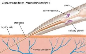 Chỉ cần một lần hút máu, trọng lượng cơ thể của chúng có thể tăng lên từ 3 đến 6 lần, và chúng có thể sống trong nhiều tháng mà không cần ăn thêm. Điều này khiến chúng trở thành một trong những loài đỉa nguy hiểm nhất. (Ảnh:Oddity Central)