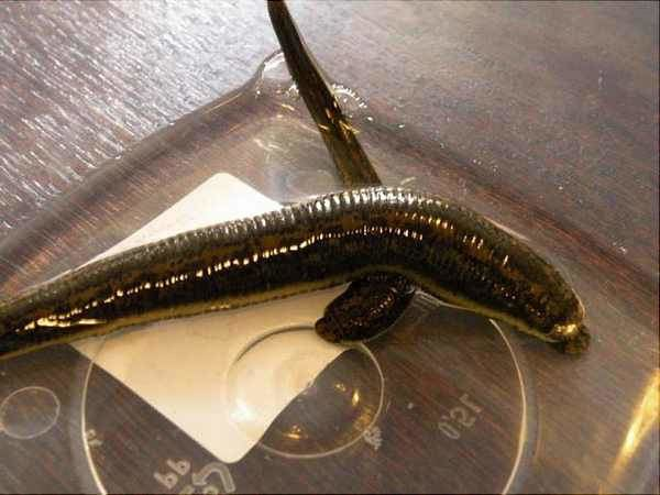 Với kích thước từ 30 đến 35 cm, nhưng những con lớn hơn có thể dài tới 46 cm, chúng thực sự là một cơn ác mộng đối với những ai không may gặp phải. (Ảnh:Alchetron)