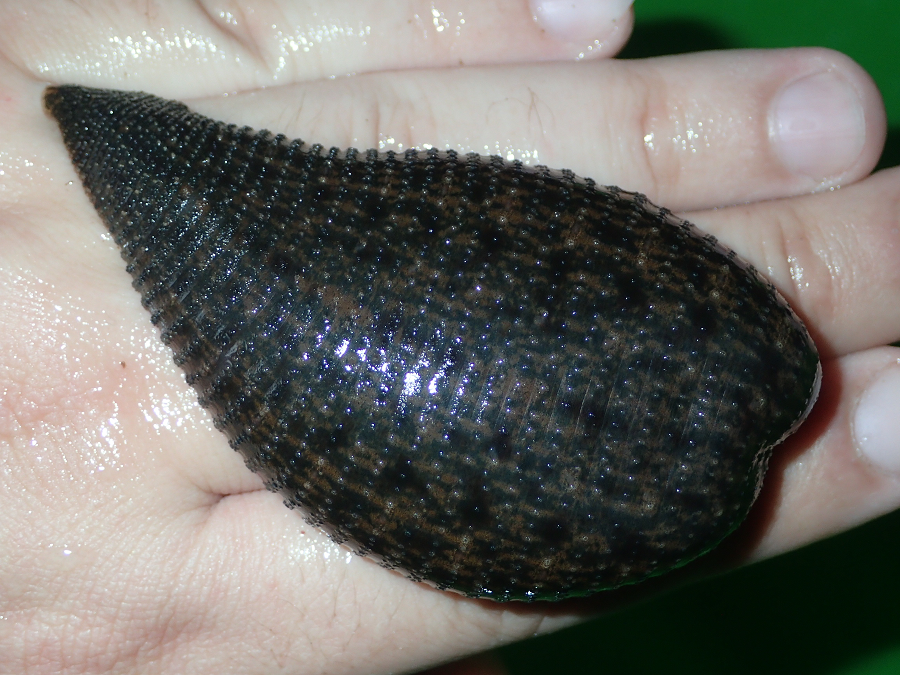 Đỉa khổng lồ Amazon, được phát hiện lần đầu tiên bởi nhà tự nhiên học người Ý Vittore Giliani vào năm 1849, chỉ có thể được tìm thấy trong các khu rừng nhiệt đới ở Guiana thuộc Pháp và các khu vực lân cận của Brazil. (Ảnh:Wikimedia Commons)