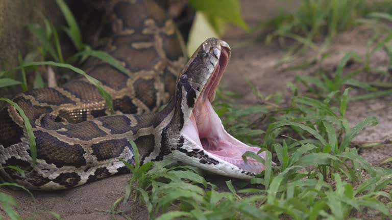 Một trong những đặc điểm nổi bật của trăn là khả năng nuốt chửng con mồi lớn hơn nhiều so với kích thước miệng của chúng nhờ vào lớp da “siêu co giãn” giữa hai hàm dưới.(Ảnh:Getty Images)