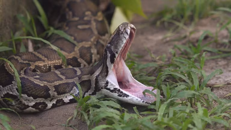 Một trong những đặc điểm nổi bật của trăn là khả năng nuốt chửng con mồi lớn hơn nhiều so với kích thước miệng của chúng nhờ vào lớp da “siêu co giãn” giữa hai hàm dưới.(Ảnh:Getty Images)