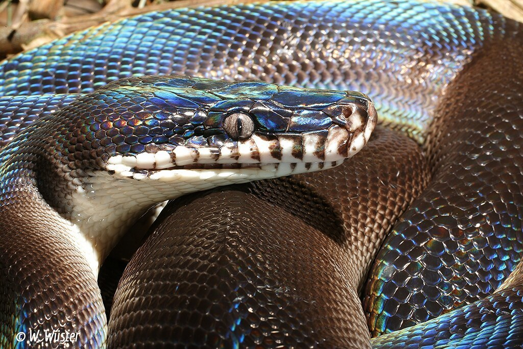 Trăn thường sống trong các khu rừng nhiệt đới, rừng cây và đồng cỏ ở Đông Nam Á, châu Phi và châu Mỹ. (Ảnh:iNaturalist)