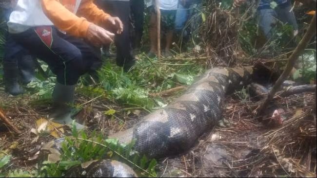 Mặc dù hiếm gặp, nhưng đã có những trường hợp trăn nuốt chửng người được ghi nhận. Một trong những vụ việc nổi tiếng gần đây xảy ra tại Indonesia, khi một con trăn dài 7 mét nuốt chửng một phụ nữ tên Jahrah. Thi thể của bà được tìm thấy trong bụng con trăn sau khi dân làng mổ bụng nó. Trăn thường tấn công bằng cách siết chặt con mồi đến chết trước khi nuốt chửng.(Ảnh:NewsCop)