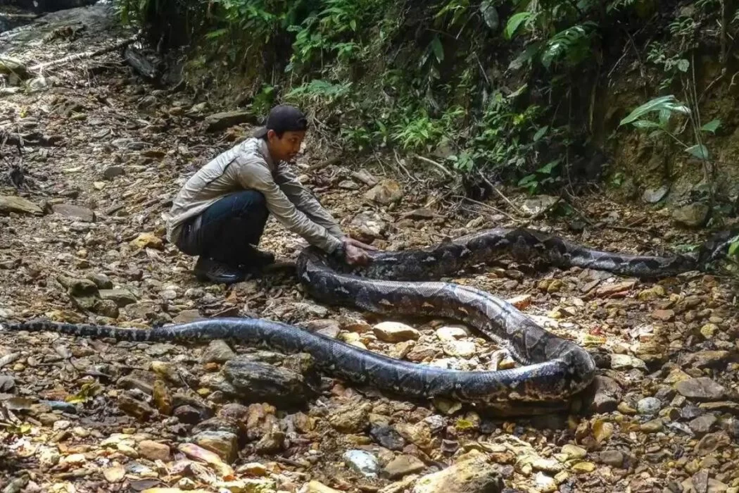 Các chuyên gia cho rằng, hiện tượng trăn tấn công người có thể do môi trường sống của chúng bị xâm hại, dẫn đến thiếu hụt nguồn thức ăn tự nhiên. Khi không còn lựa chọn nào khác, trăn có thể tấn công bất cứ sinh vật nào chúng gặp, kể cả con người. Các vụ trăn tấn công người rất hiếm hoi và phần lớn xảy ra do con vật tìm cách tự vệ. (Ảnh:SoCientífica)