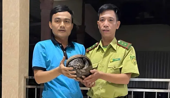 Ông Hồ Đắc Minh Quảng, người phát hiện và báo cáo, đã bắt giữ con tê tê và liên hệ với kiểm lâm để giao nộp, với nguyện vọng thả về tự nhiên. Cá thể tê tê này thuộc nhóm IB, loài cấm khai thác vì mục đích thương mại. Lực lượng kiểm lâm đã tiếp nhận và chăm sóc, chuẩn bị thả nó về môi trường tự nhiên. (Ảnh: KLCC)