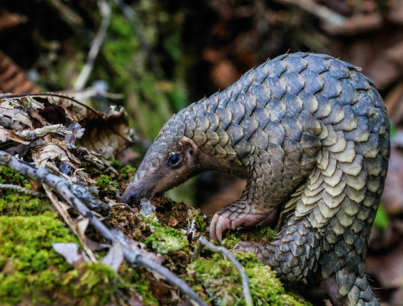 Tại Việt Nam, các tổ chức bảo tồn như Save Vietnam’s Wildlife (SVW) đang nỗ lực cứu hộ, phục hồi và tái thả tê tê về tự nhiên. (Ảnh: ScienceDirect)