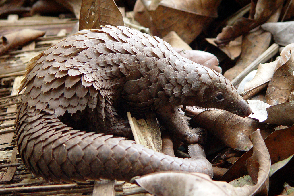 Tê tê có thân dài, chân ngắn và đầu nhỏ nhọn. Chúng sống chủ yếu về đêm và có khả năng cuộn tròn để bảo vệ bản thân khỏi kẻ thù. (Ảnh: iNaturalist NZ)