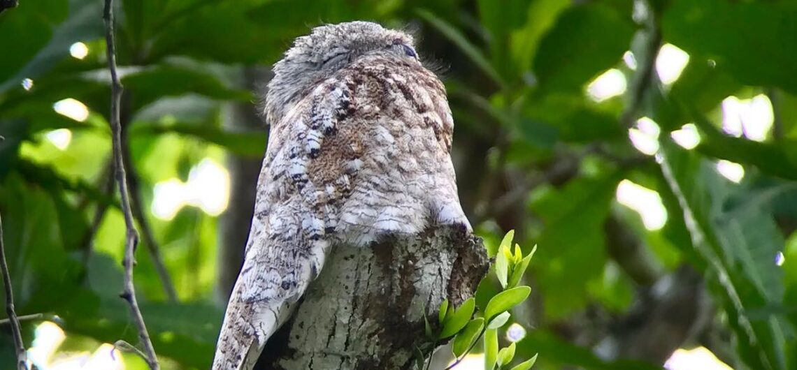 Khả năng ngụy trang tuyệt vời không chỉ giúp chúng bảo vệ mạng sống mà còn duy trì sự cân bằng sinh thái trong rừng.