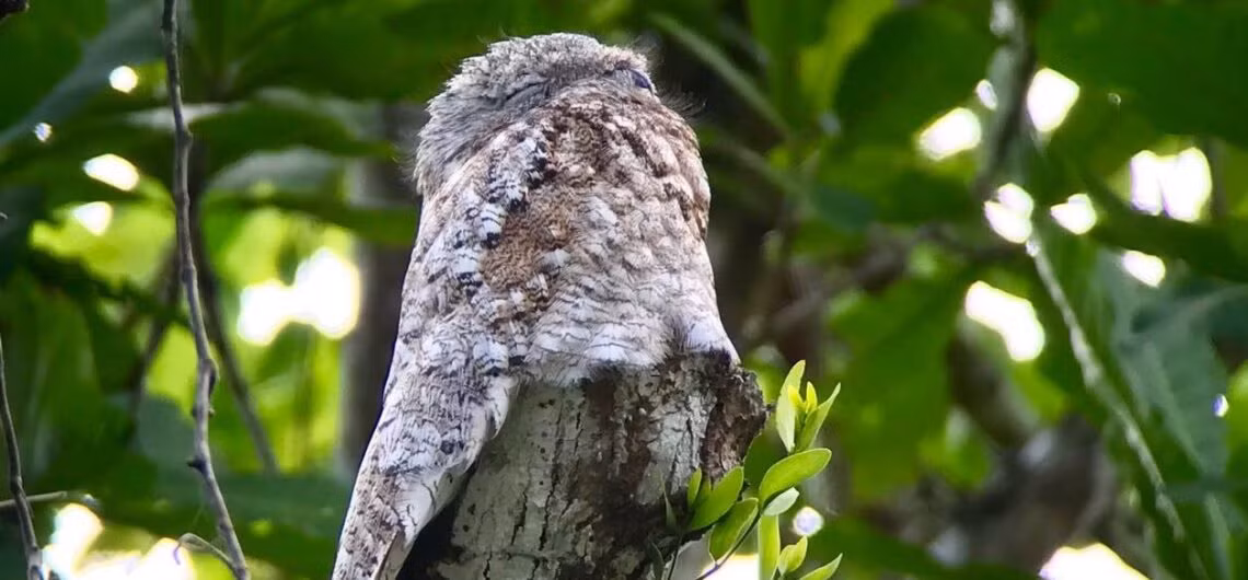 Khả năng ngụy trang tuyệt vời không chỉ giúp chúng bảo vệ mạng sống mà còn duy trì sự cân bằng sinh thái trong rừng.