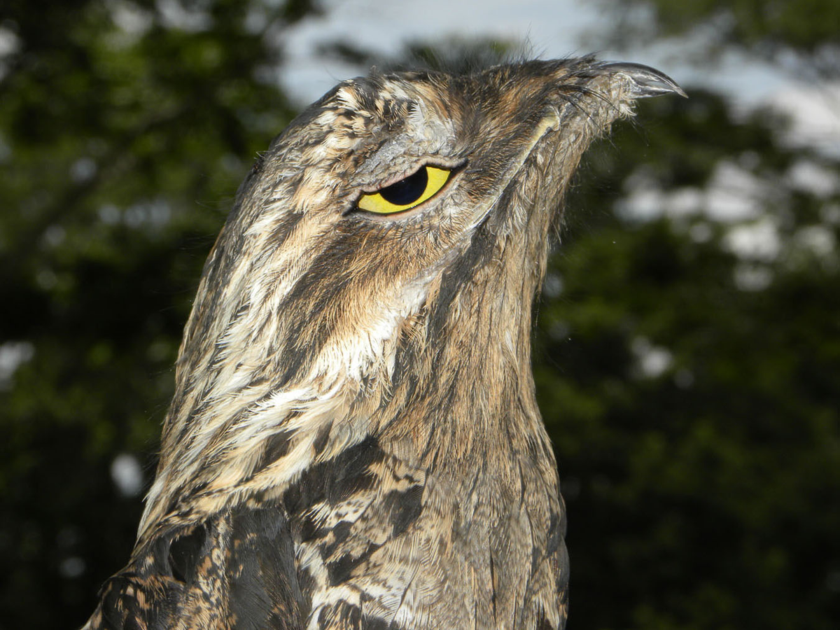 Ban ngày, chúng đậu bất động trên thân cây, hòa lẫn với môi trường xung quanh.