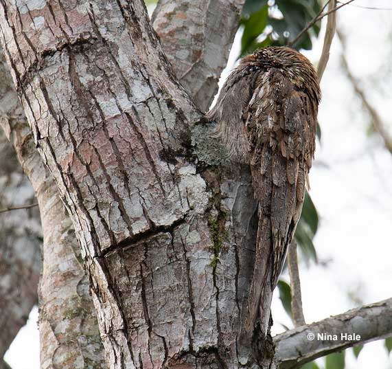 Khả năng của cú gỗ là minh chứng cho sự kỳ diệu của tự nhiên, khi ngụy trang trở thành nghệ thuật sống còn trong môi trường khắc nghiệt.