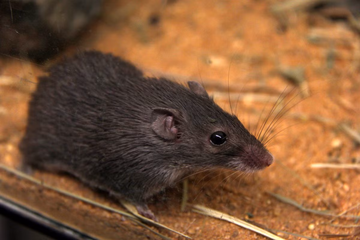 2. Chuột gai châu Phi: Loài chuột này có khả năng tự lột da và tái tạo nhanh chóng mà không để lại sẹo. Điều này giúp chúng thoát khỏi kẻ thù một cách hiệu quả.(Ảnh:ZooChat)