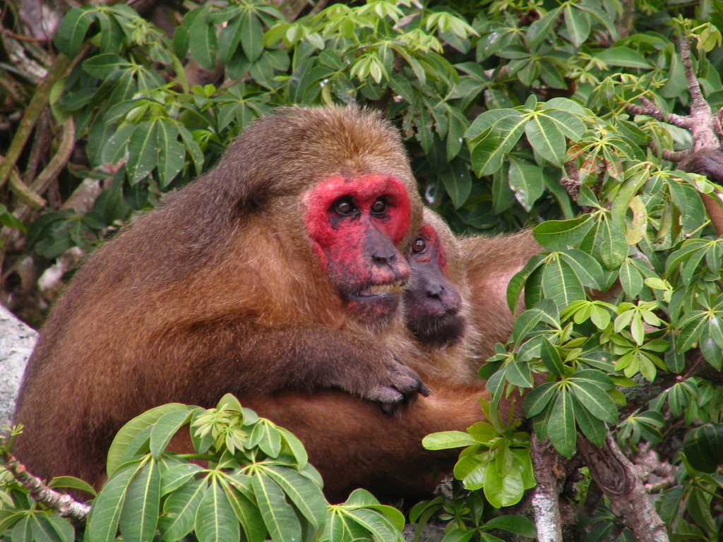 Bộ lông của khỉ mặt đỏ thường có màu nâu sẫm, nhưng cũng có thể biến đổi từ đen sang đỏ. Phần dưới của bụng thường nhạt màu hơn so với phần trên, và lưng có màu nâu đỏ đến nâu sẫm. (Ảnh:iNaturalist)