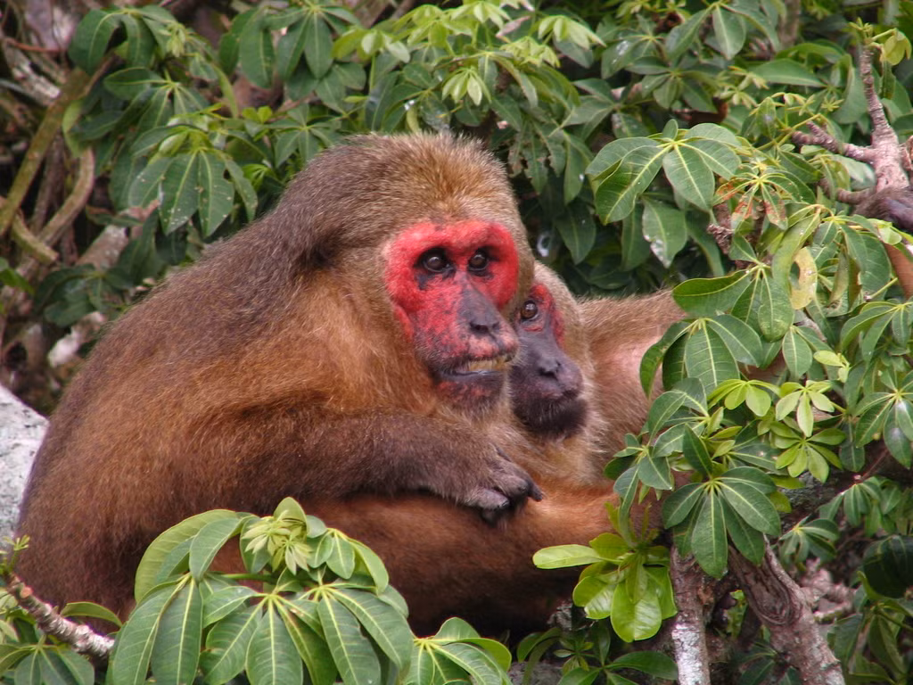 Bộ lông của khỉ mặt đỏ thường có màu nâu sẫm, nhưng cũng có thể biến đổi từ đen sang đỏ. Phần dưới của bụng thường nhạt màu hơn so với phần trên, và lưng có màu nâu đỏ đến nâu sẫm. (Ảnh:iNaturalist)