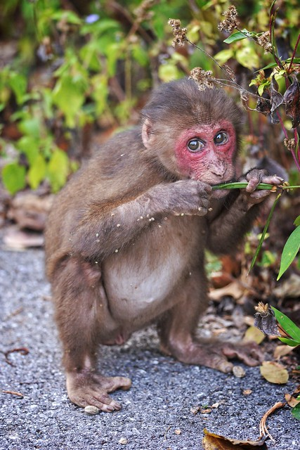 Thức ăn của khỉ mặt đỏ rất đa dạng, bao gồm quả, hạt, lá non, nõn và cả động vật nhỏ như côn trùng và chim.(Ảnh:Flickr)