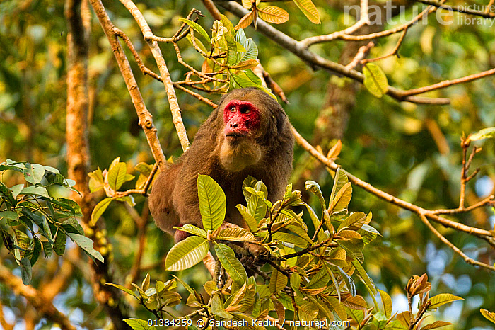 Khỉ mặt đỏ không chỉ có giá trị về mặt nghiên cứu khoa học mà còn có tiềm năng trở thành nguồn gen quý giá cho việc thử nghiệm vaccine phục vụ con người. Việc bảo vệ và nhân nuôi loài khỉ này là rất cần thiết để duy trì sự đa dạng sinh học và bảo tồn nguồn gen quý hiếm.(Ảnh:naturepl.com)