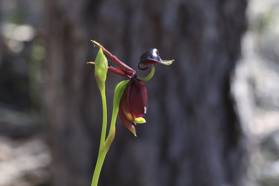 Tuổi thọ của cây từ 1 - 2 năm, mỗi gốc ra hoa chỉ một hoặc hai năm rồi dần yếu đi và hết vòng đời.