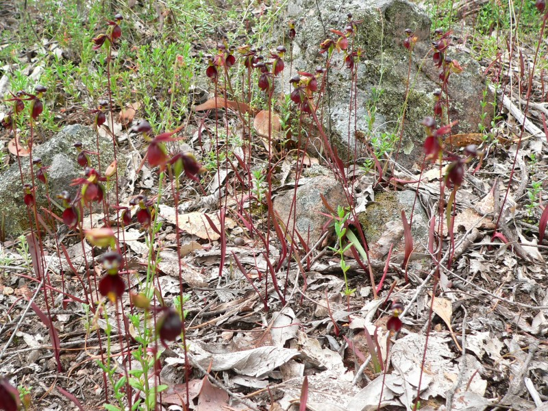 Khi lớn lên các mầm này sẽ đủ sức tự sản xuất ra “thức ăn” và không cần địa y nữa.