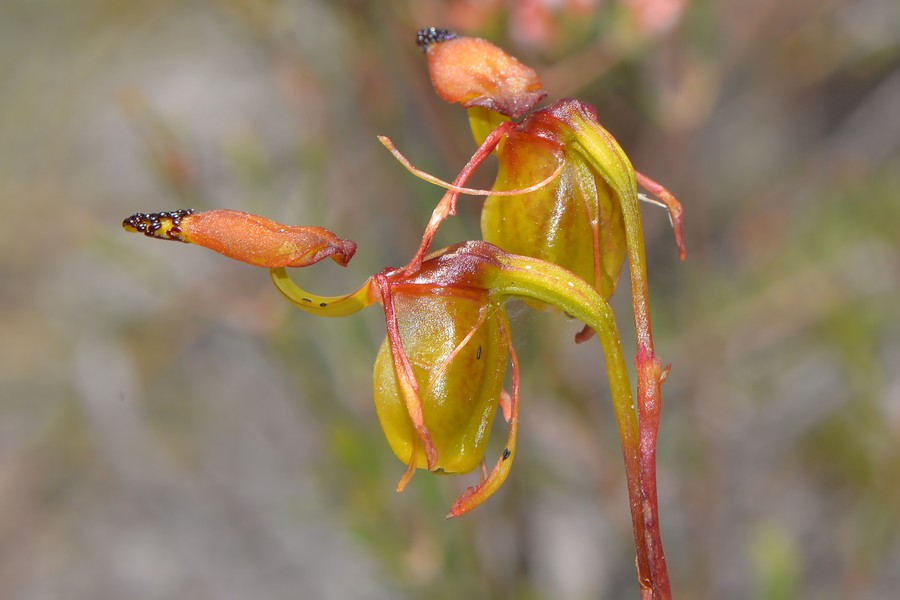 Trong thiên nhiên hạt lan sẽ nảy mầm, sau đó các hạt mầm này mọc dài ra và đủ mạnh để tạo ra chiếc lá đầu tiên.