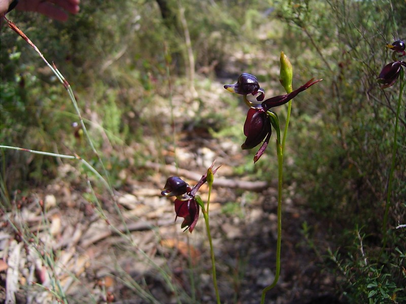 Hoa lan vịt bay là loài hoa hiếm, do môi trường sống bị phá hủy và số động vật trung gian truyền phấn hoa bị suy giảm.