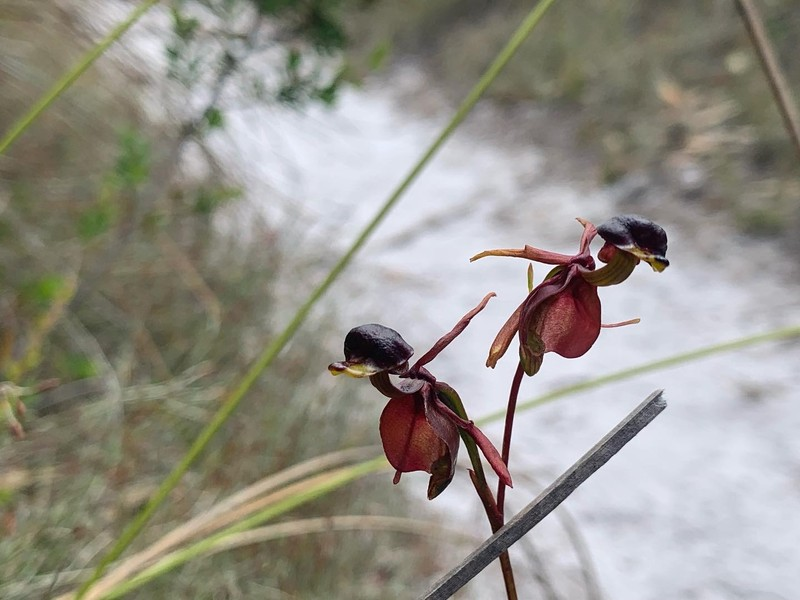 Do đó, loài hoa này đã được liệt vào danh sách những loài thực vật cần được bảo vệ.