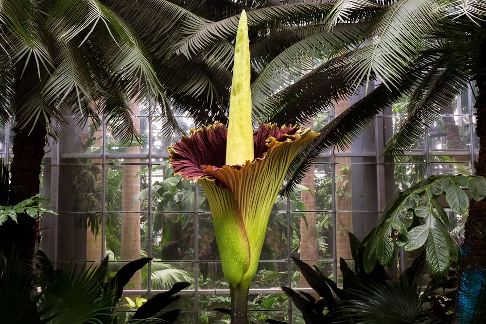 5.Amorphophallus Titanum (Hoa xác chết): Nổi tiếng với kích thước lớn và mùi hương phân hủy, được trồng tại các vườn bách thảo toàn cầu. (Ảnh: Britannica)