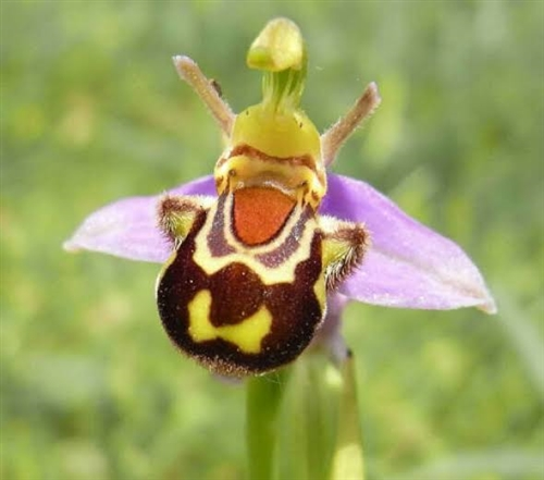 3. Hoa Ophrys bomyblifora: Là một trong những loài hoa kỳ lạ nhất hành tinh, Ophrys bomyblifora nổi bật với nụ cười dễ thương, phổ biến ở Malta và Anh. (Ảnh: Seattle Orchid)