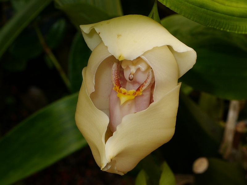 7. Lan tã lót em bé (Anguloa uniflora): Hoa có hình dáng như em bé trong nôi, nở vào mùa hè. (Ảnh:BioLib)