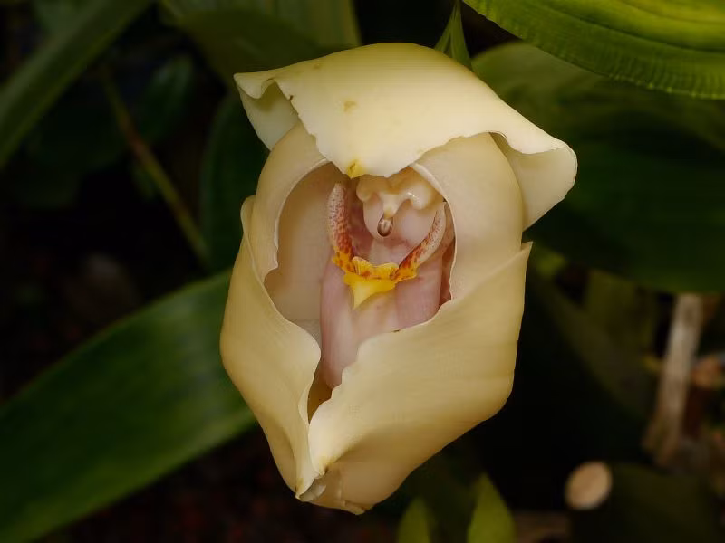 7. Lan tã lót em bé (Anguloa uniflora): Hoa có hình dáng như em bé trong nôi, nở vào mùa hè. (Ảnh:BioLib)