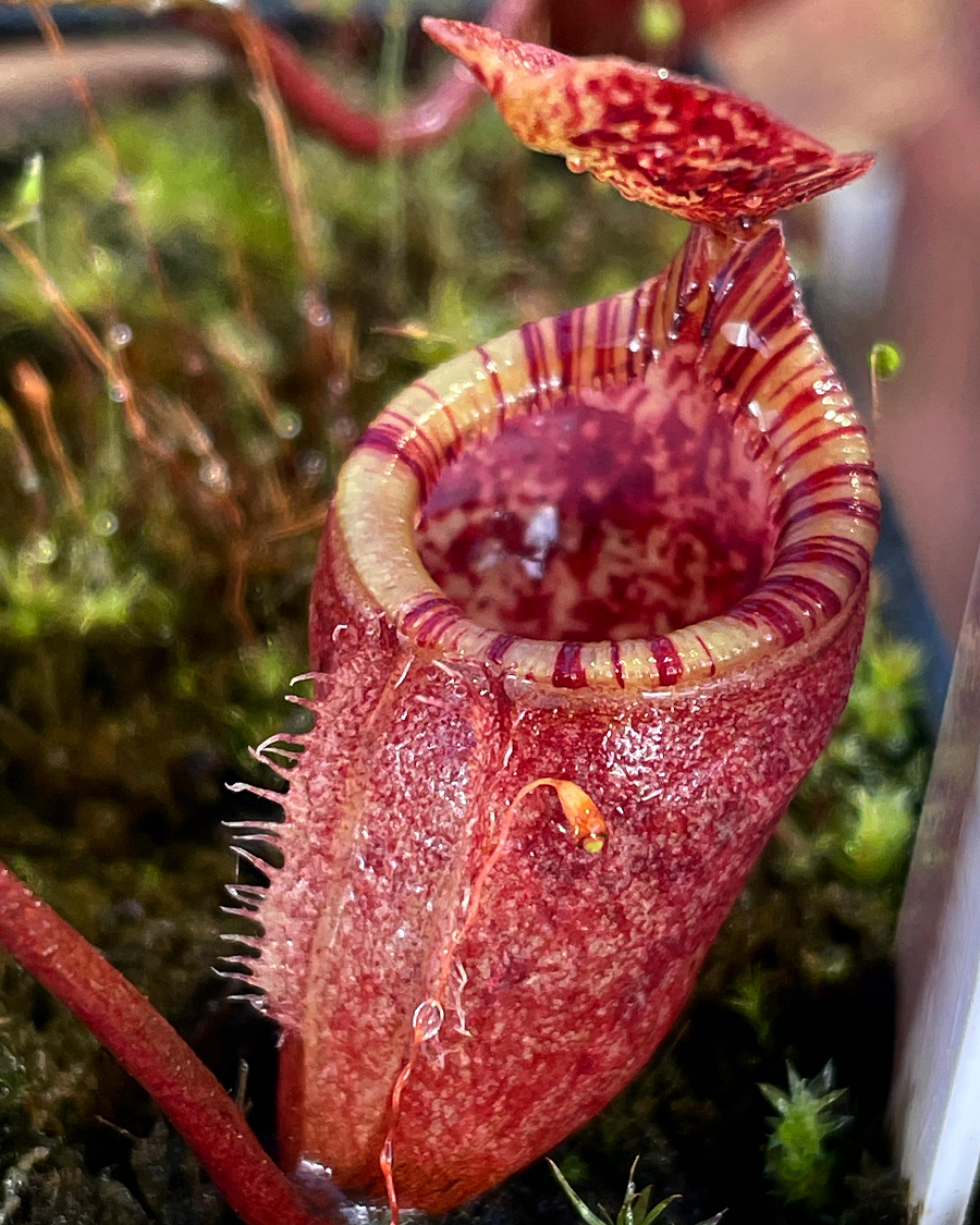 4. Hoa nắp ấm khổng lồ (Nepenthes attenboroughii): Là cây ăn thịt có chất lỏng thu hút và tiêu diệt con mồi, phát hiện ở núi Victoria, Philippines.(Ảnh: Reddit)