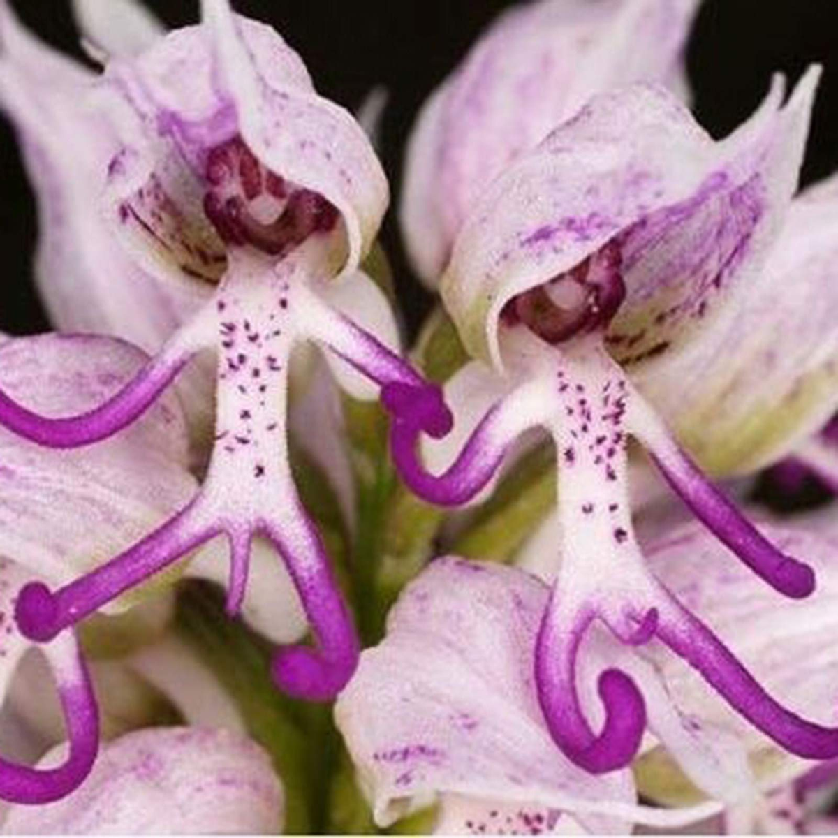 2. Hoa Orchis Italica (Lan hình người khỏa thân): Loài hoa kỳ lạ này có hình dáng giống hai vũ công đang nhảy múa. (Ảnh: Amazon UK)