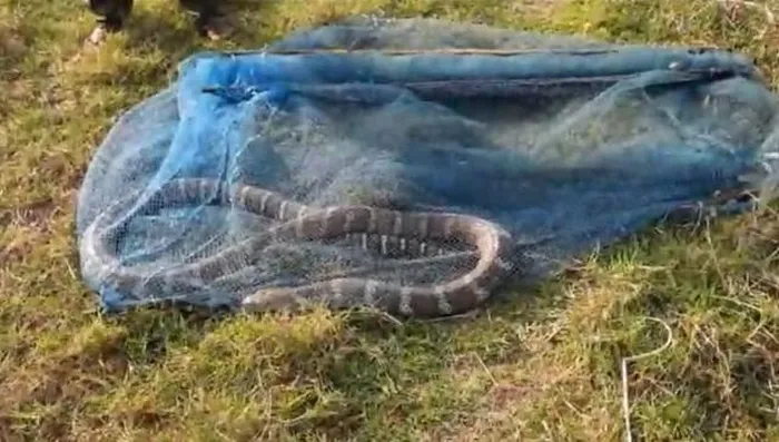 Sau khi phát hiện, anh đã gọi đến Đường dây trợ giúp rắn, và tình nguyện viên Swapnalok Mishra đã đến để giải quyết con "quái thú". Sau khi được giải cứu, con rắn hổ mang chúa đã được thả về môi trường tự nhiên, xa khu dân cư. (Ảnh cắt từ clip)