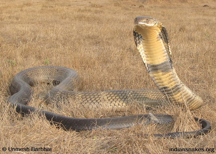 Rắn hổ mang chúa (Ophiophagus hannah), hay còn gọi là hổ mang vua, là một trong những loài rắn độc lớn nhất và đáng sợ nhất trên thế giới. (Ảnh: India Biodiversity Portal)