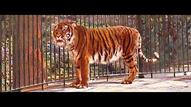 Hổ Caspi nổi bật với bộ lông dày và màu sắc đặc trưng, giúp chúng dễ dàng ngụy trang trong môi trường tự nhiên.(Ảnh: Steam Community)