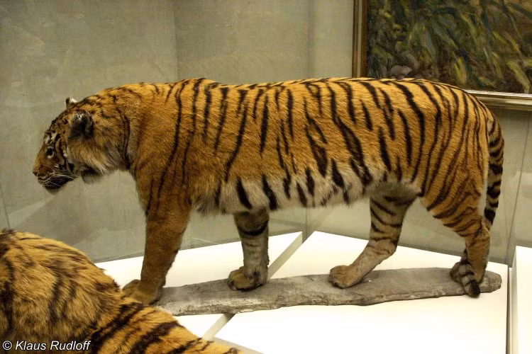 Chúng sống chủ yếu trong các khu rừng thưa thớt và ven sông, nơi có nguồn nước dồi dào và thảm thực vật phong phú. (Ảnh: BioLib)