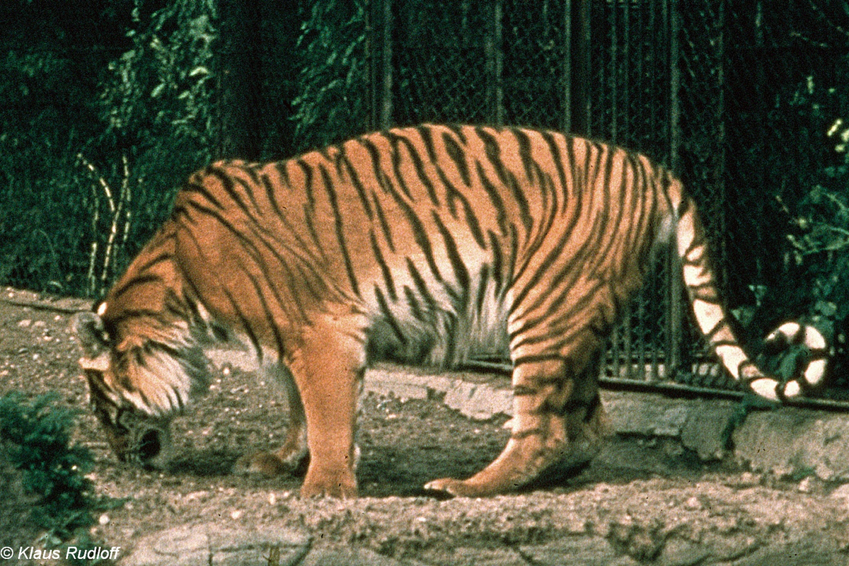 Với tên khoa học là Panthera tigris virgata, loài hổ này từng sinh sống rộng rãi từ miền Đông Thổ Nhĩ Kỳ, miền bắc Iran, Lưỡng Hà, Caucasus quanh biển Caspi, qua Trung Á đến miền bắc Afghanistan và Tân Cương ở miền tây Trung Quốc.(Ảnh: BioLib)