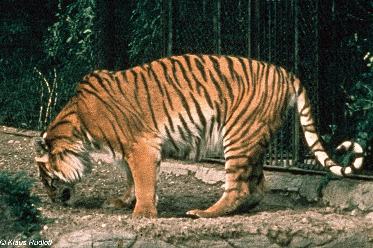 Với tên khoa học là Panthera tigris virgata, loài hổ này từng sinh sống rộng rãi từ miền Đông Thổ Nhĩ Kỳ, miền bắc Iran, Lưỡng Hà, Caucasus quanh biển Caspi, qua Trung Á đến miền bắc Afghanistan và Tân Cương ở miền tây Trung Quốc.(Ảnh: BioLib)