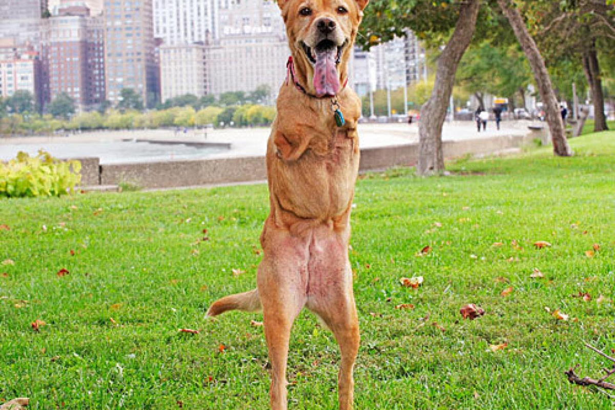 Chú chó Faith ở Mỹ sinh ra chỉ có hai chân sau, bị mẹ ruồng bỏ. Tuy nhiên, nó đã được người chủ mới nuôi dưỡng, trở nên nổi tiếng và xuất hiện trên truyền thông.(Ảnh:Los Angeles Times)